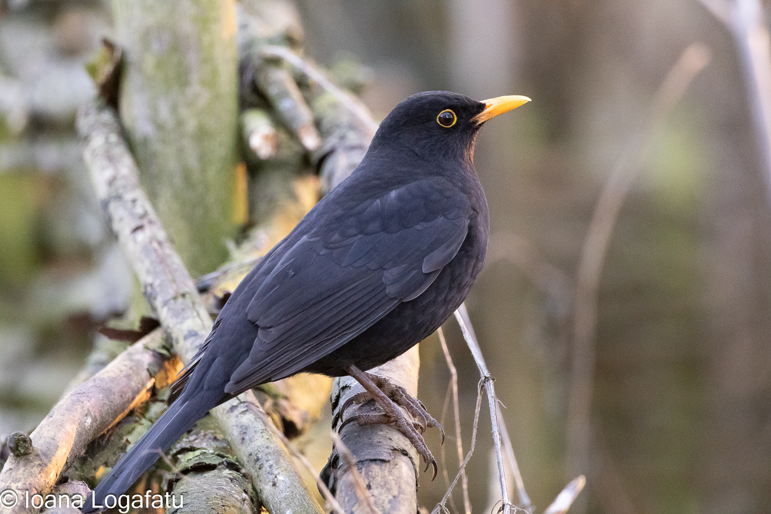 Blackbird perched on branches in serene nature